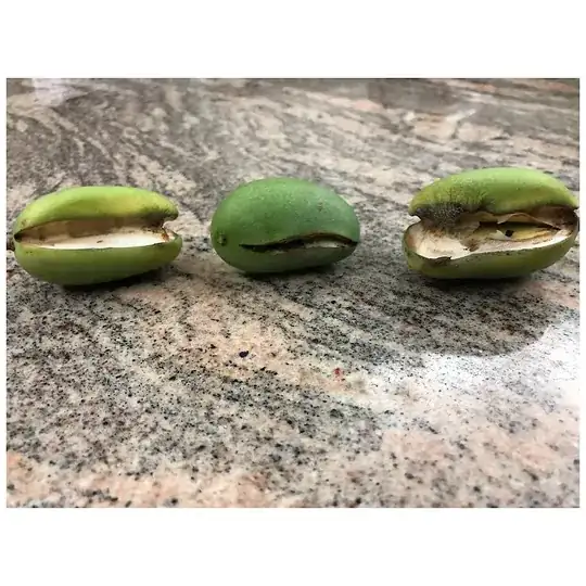 Mangos :(