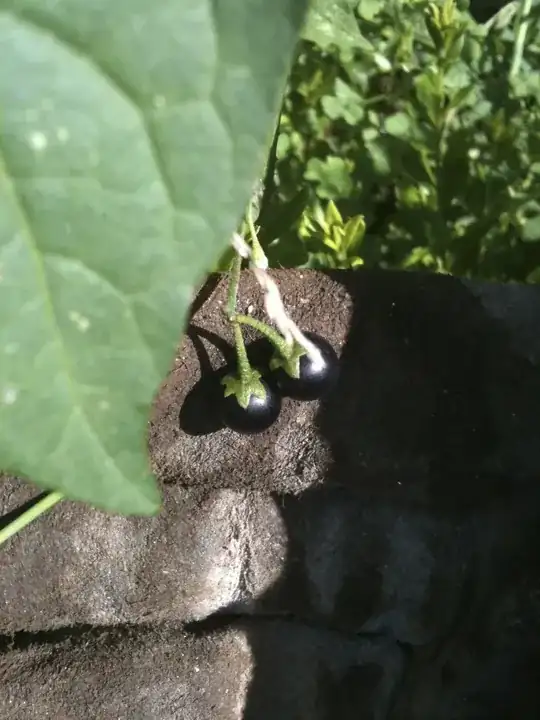 small dark fruits