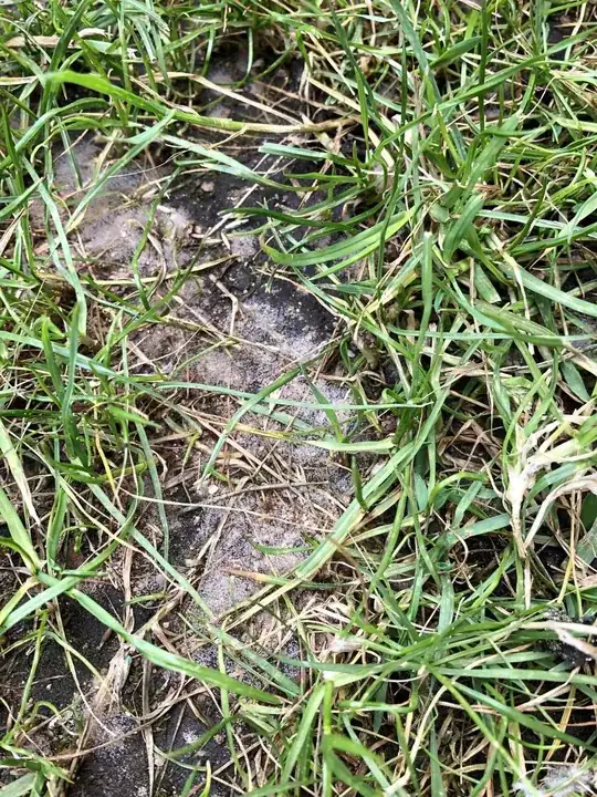 white fuzz on soil under grass
