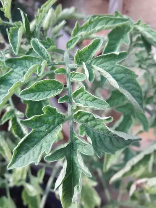 New leaves