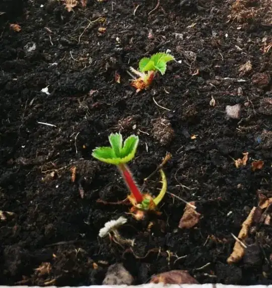 On day 11 they looked like this