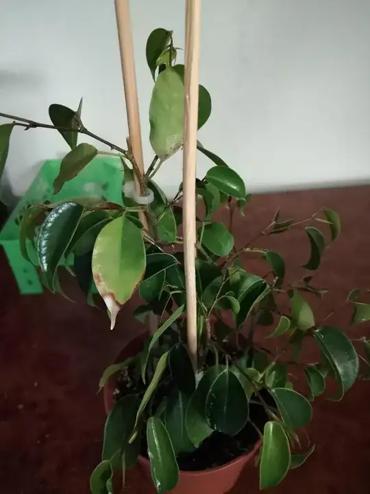 back of leaf