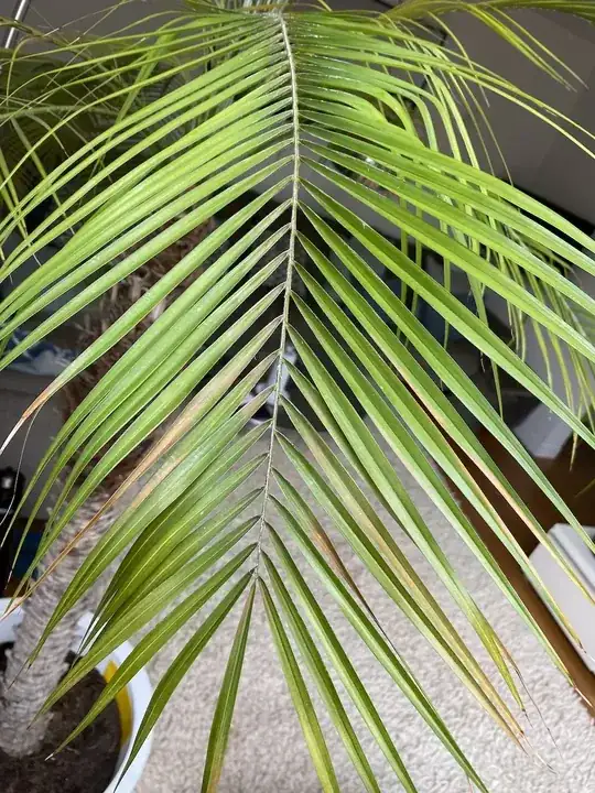 palm1