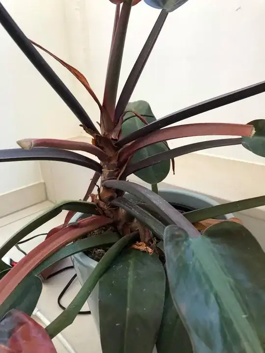 plant4