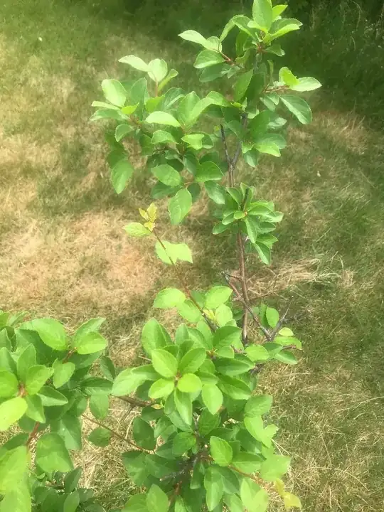 Plum Tree #2