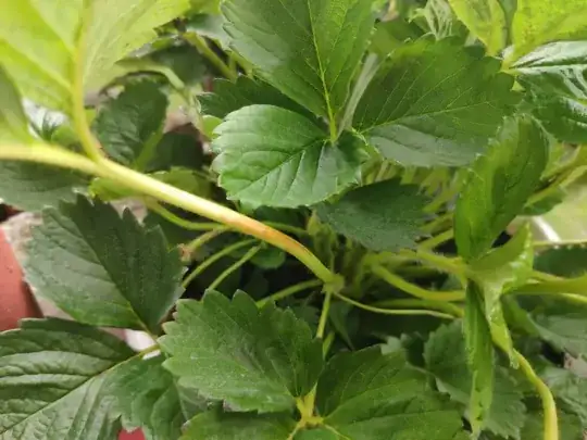 Strawberry stems