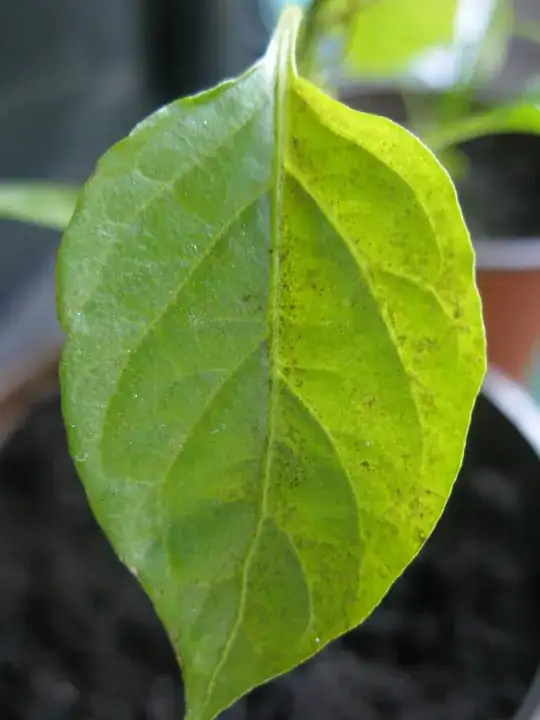 Weird Cayenne 2