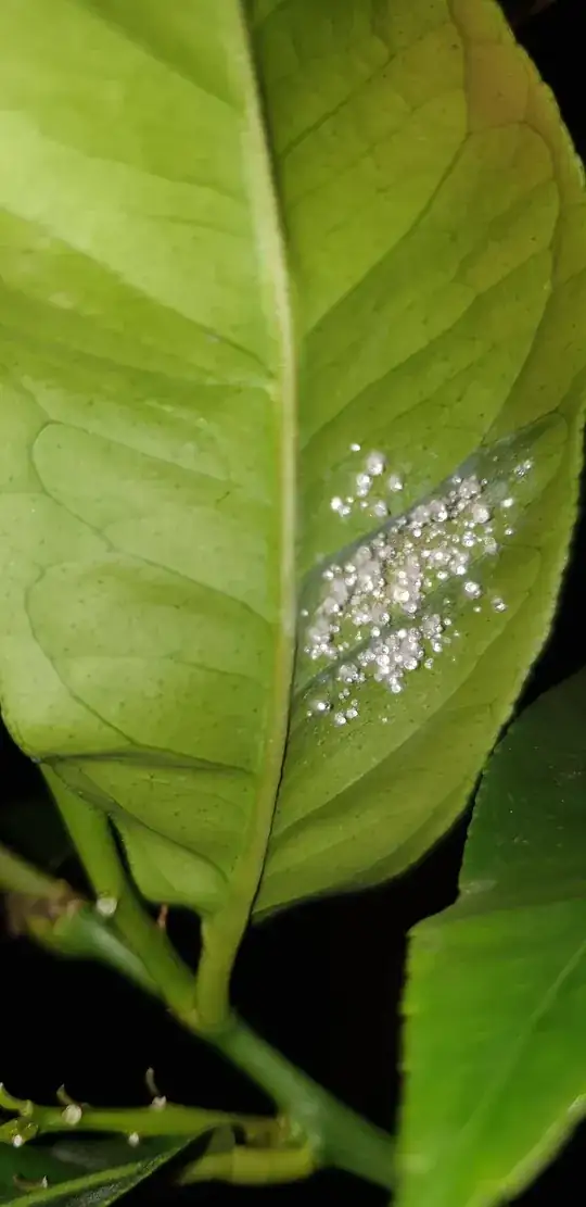 sad lemon tree leaf