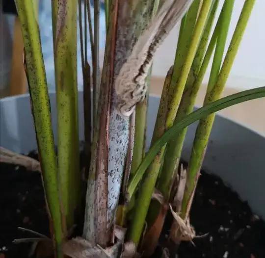 grey stem
