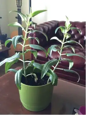the whole plant