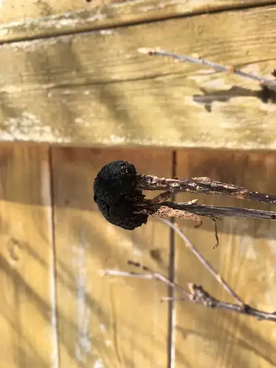fungus