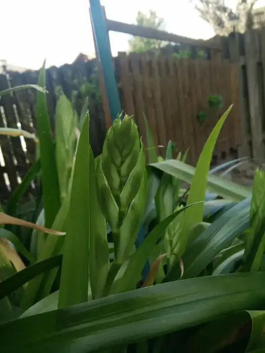 buds