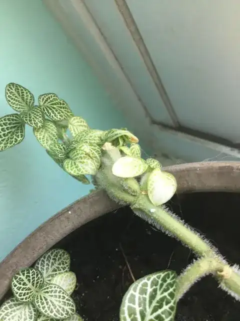bleached nerve plant leaves