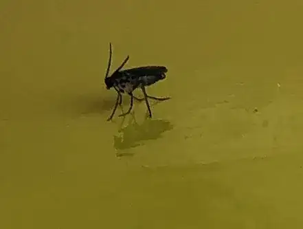 Bug hovering around morning glory soil - side view