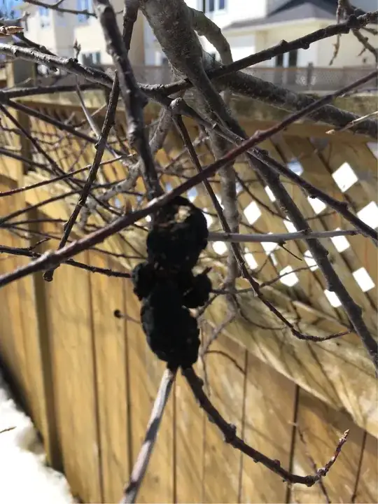 fungus