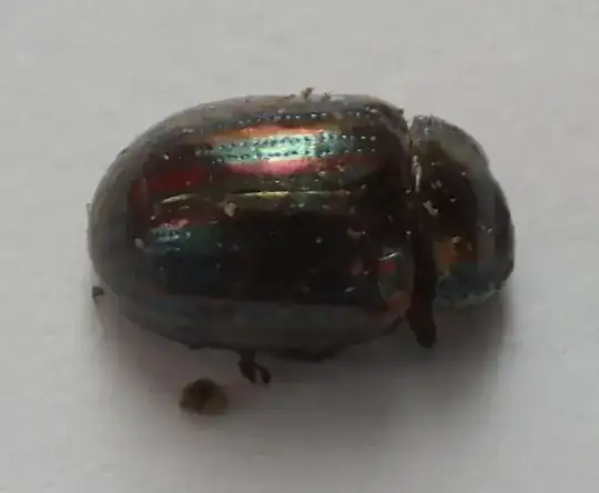 The bug