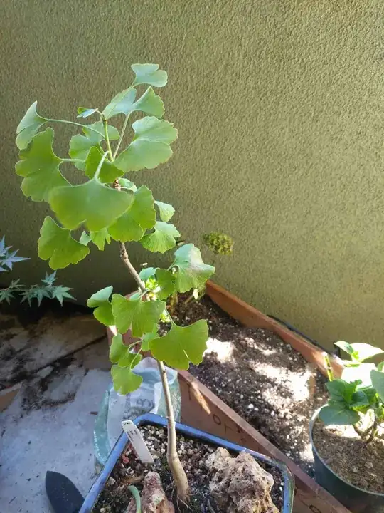 Full ginkgo