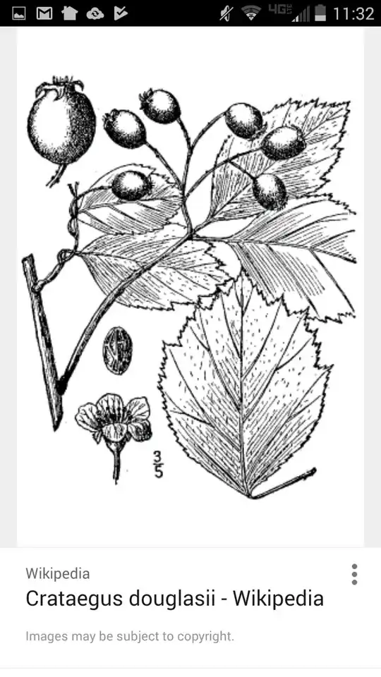 black Hawthorne
