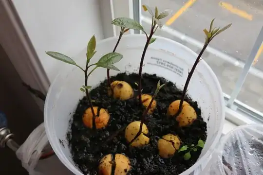 Avocado saplings