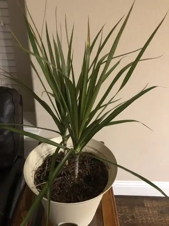 Whole plant and pot