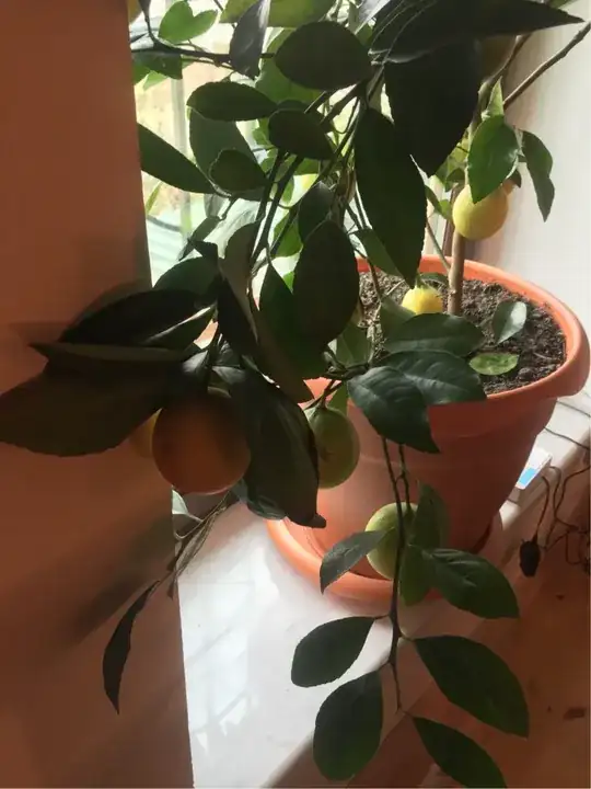 the pot