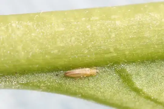 millimetre long, segmented arthropod with a pair of long but otherwise undeveloped wings