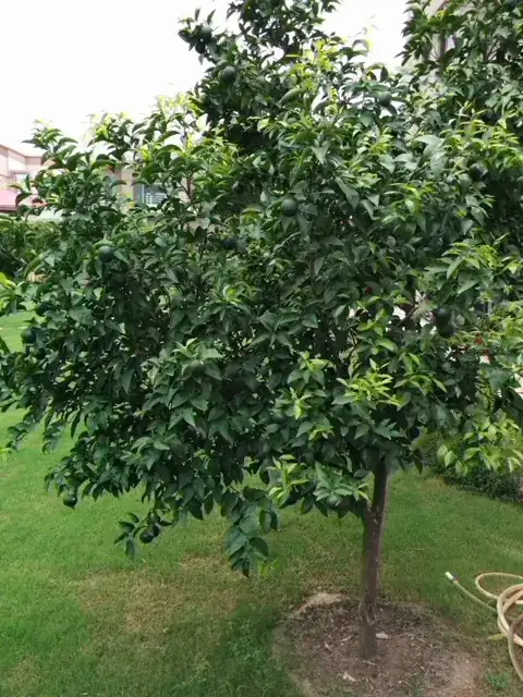 The Orange Tree
