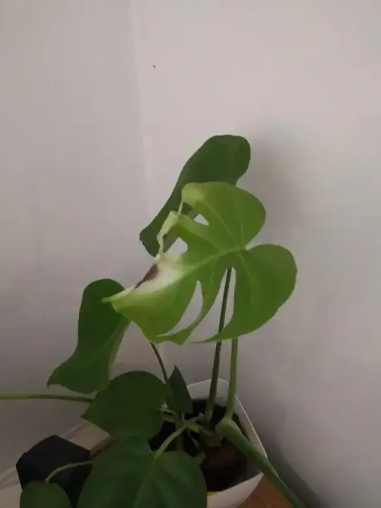 the new forming leaf has a white patch with a brown patch inside