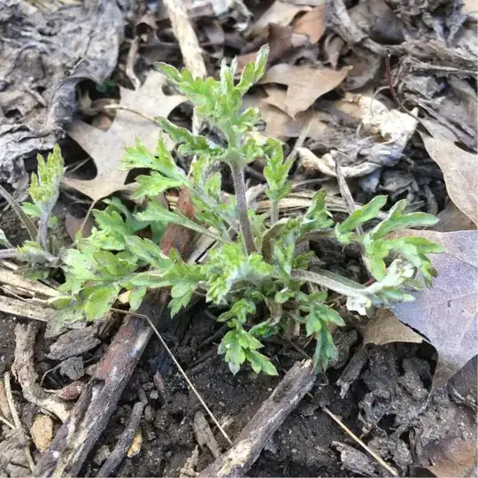 Artemesia vulgaris emerging in late winter, N. America