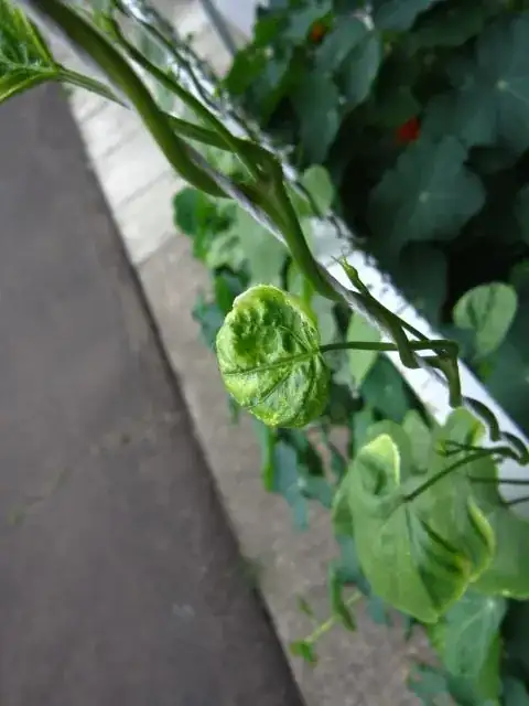 morning glory leaf 2