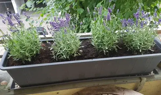 These are my beauties
