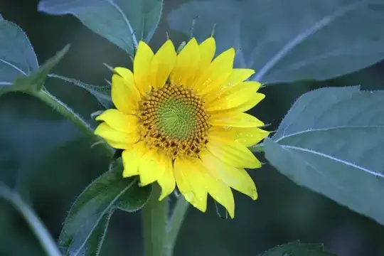 sunflower, Helianthemum