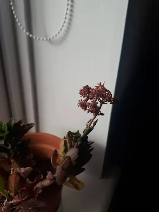 flower has dried up