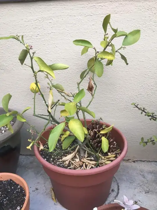 Lemon tree