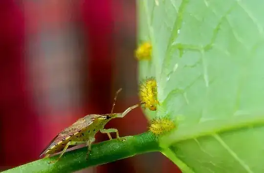 Epilachna varivestis - USDA