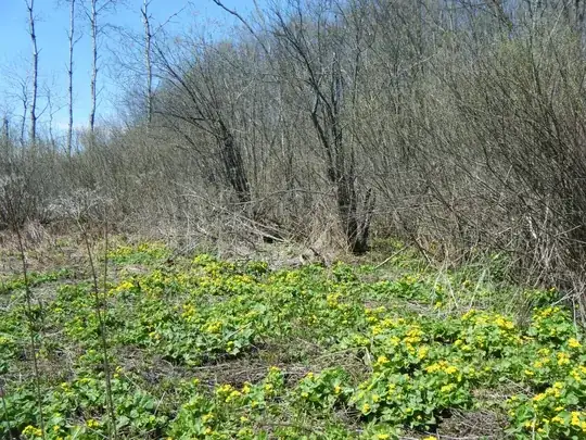 spring