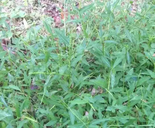 Picture of grassy weed