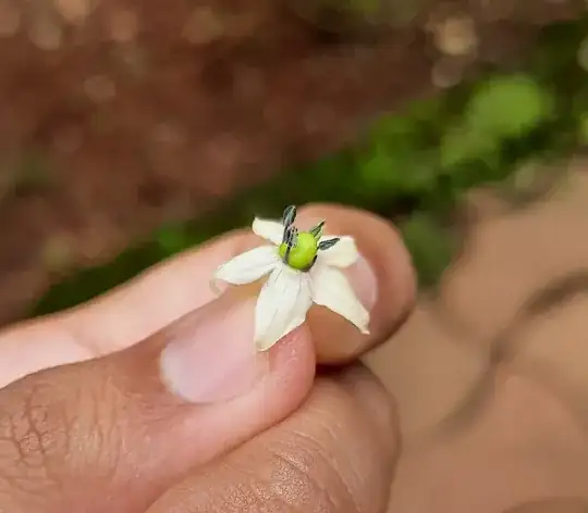 Plucked deformed chili flower
