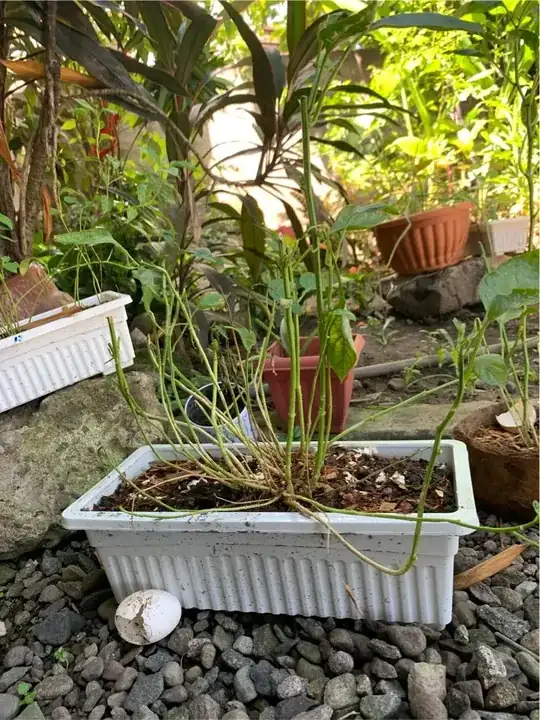 Bell pepper plant whole body