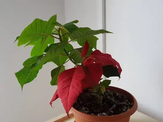 poinsettia pic