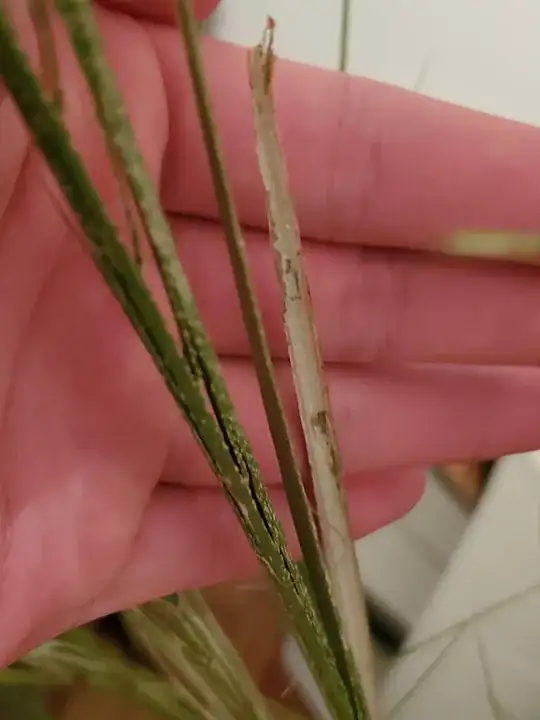 new growth