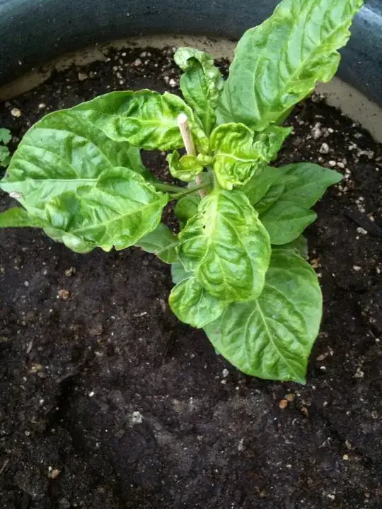 Extreme Calcium Deficiency