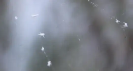 Some bugs on a web