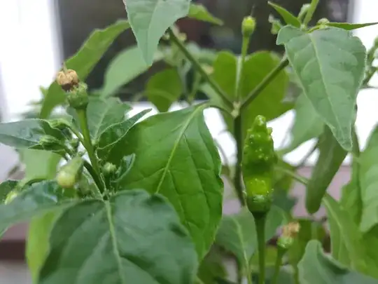 Green chili pepper pod with small "spikes" on it, growing upward