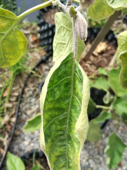 The shrub