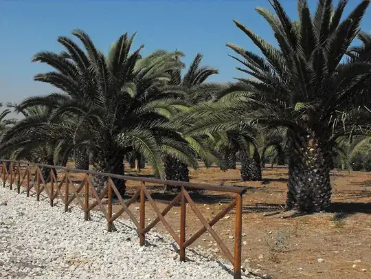 palmeto