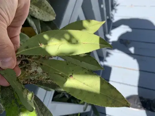 underside