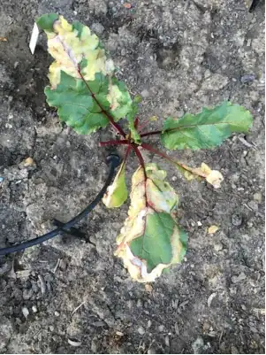 plant #2