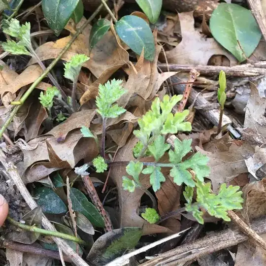 A. vulgaris 11 Mar 2018, NYC, USA