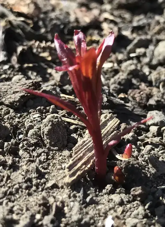 The red weed...uuuulllaaa